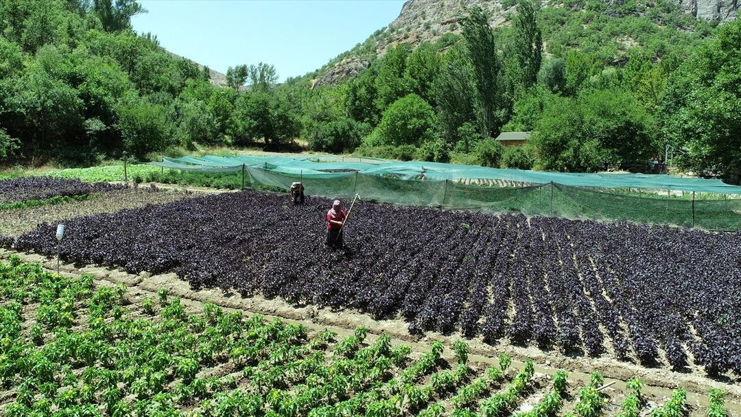 Kilosu 1500 TL! Yurt dışından da talep var... Gelir kaynağı oldu 1