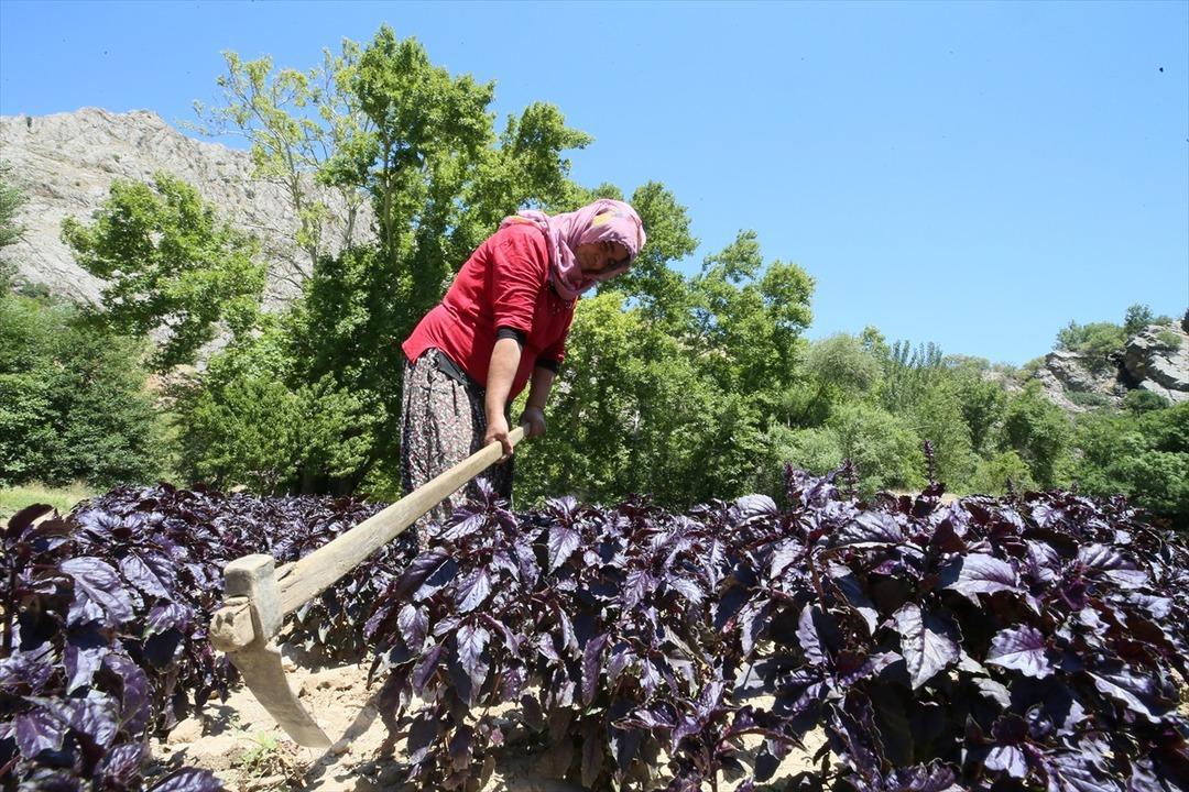 Kilosu 1500 TL! Yurt dışından da talep var... Gelir kaynağı oldu 3