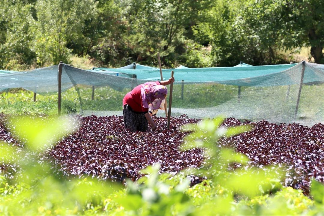 Kilosu 1500 TL! Yurt dışından da talep var... Gelir kaynağı oldu 5