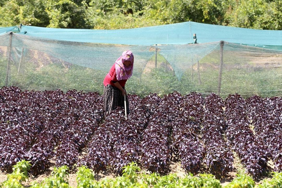 Kilosu 1500 TL! Yurt dışından da talep var... Gelir kaynağı oldu 7