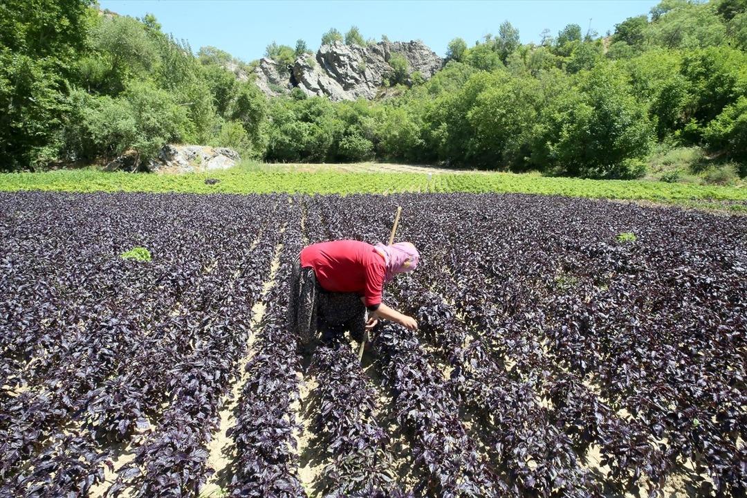 Kilosu 1500 TL! Yurt dışından da talep var... Gelir kaynağı oldu 2