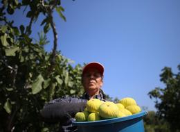 AB tescilli Aydın incirinde bunaltıcı sıcakta hasat mesaisi