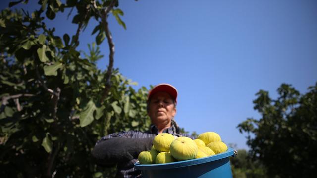 AB tescilli Aydın incirinde bunaltıcı sıcakta hasat mesaisi