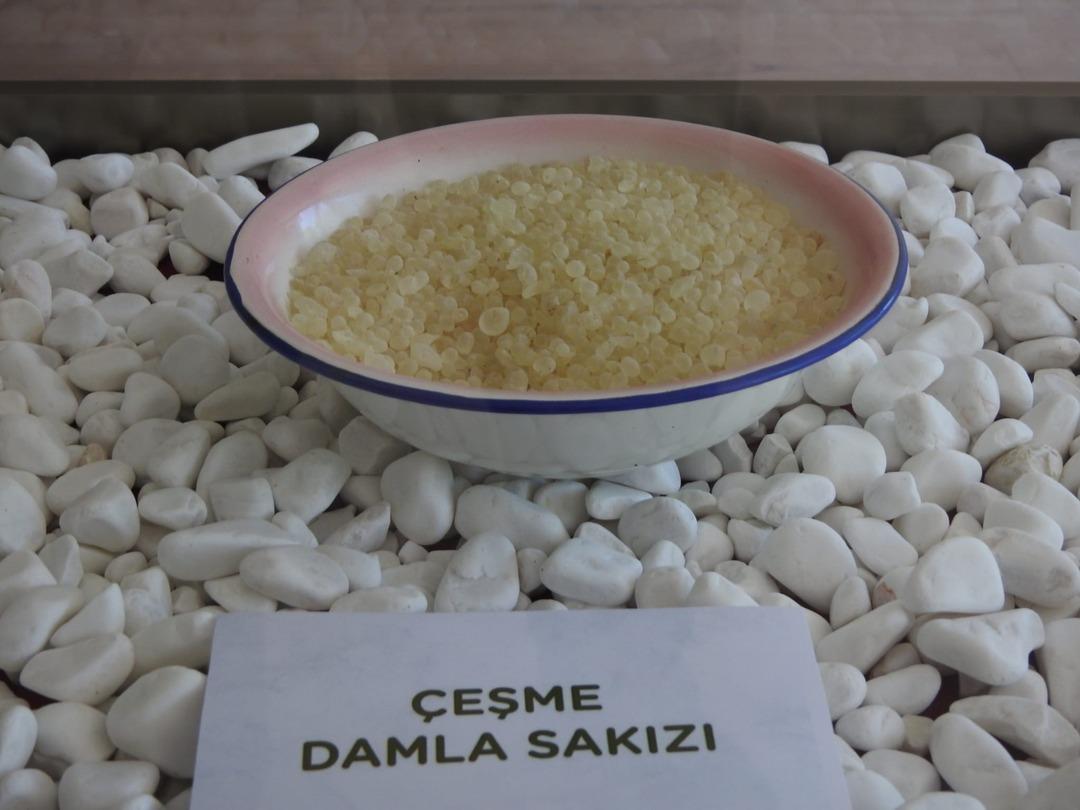 Dünyada sadece Yunanistan Sakız Adası nda ve Çeşme Yarımadası’nda yetişiyor: Ağaçlardan sakız damlayacak... 1