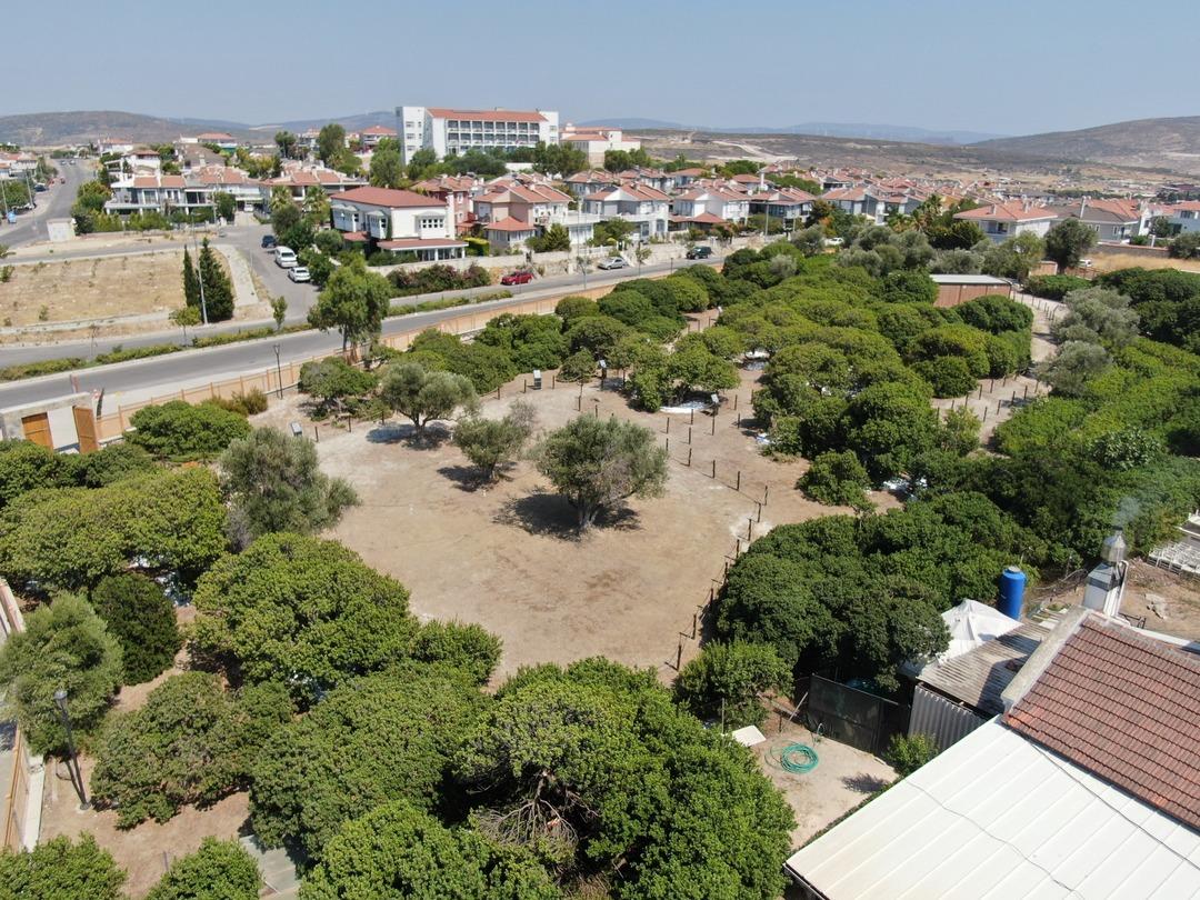 Dünyada sadece Yunanistan Sakız Adası nda ve Çeşme Yarımadası’nda yetişiyor: Ağaçlardan sakız damlayacak... 2