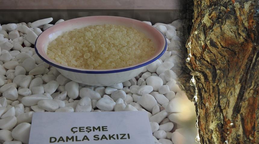 Dünyada sadece Yunanistan Sakız Adası'nda ve Çeşme Yarımadası’nda yetişiyor: Ağaçlardan sakız damlayacak...