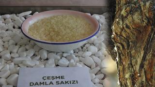 Dünyada sadece Yunanistan Sakız Adası'nda ve Çeşme Yarımadası’nda yetişiyor: Ağaçlardan sakız damlayacak...