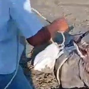 Kars’ta çamura saplanan eşek kurtarıldı
