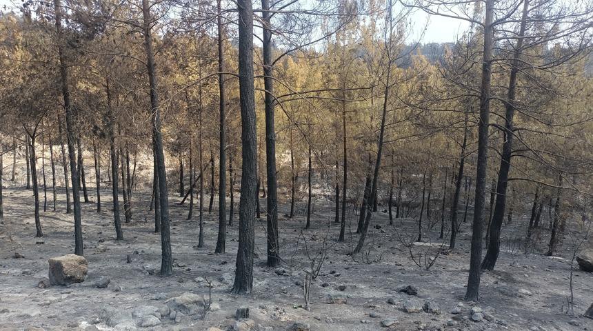 Mersin'in Silifke ilçesindeki orman yangını kontrol altına alındı