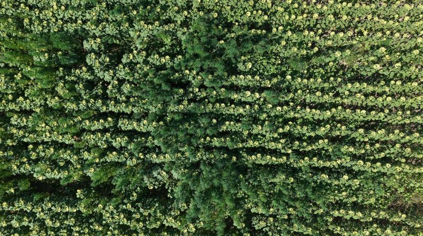 Samsun'da 5 bin 230 kök kenevir bitkisi ele geçirildi