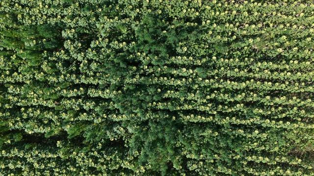 Samsun'da 5 bin 230 kök kenevir bitkisi ele geçirildi