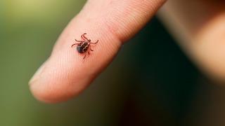 Kene kabusu büyüyor: Sivas’ta ölenlerin sayısı 12’ye yükseldi!