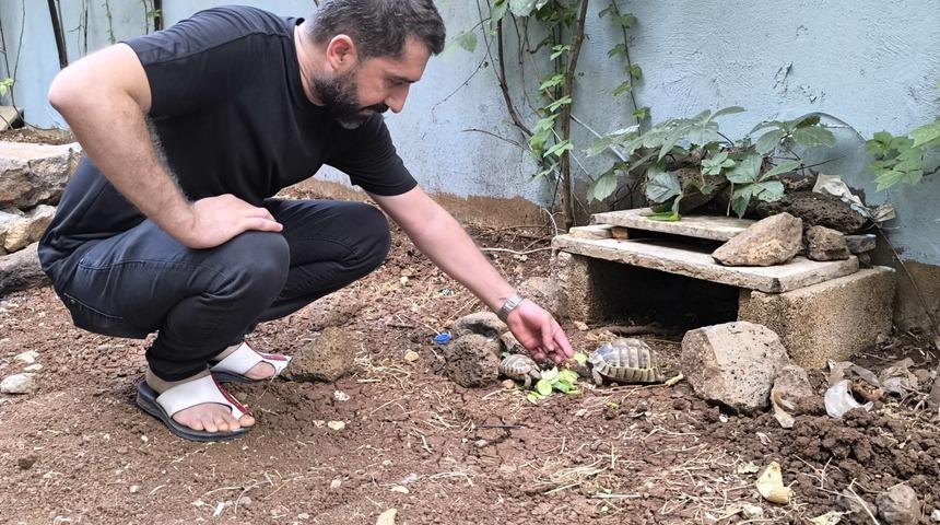 Kıraathane sahibi aç kalan kaplumbağaları sahiplendi