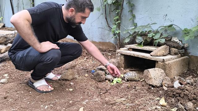 Kıraathane sahibi aç kalan kaplumbağaları sahiplendi