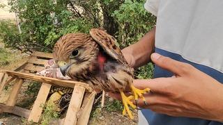 Duyarlı vatandaş yaralı atmacayı besleyip yetkililere teslim etti