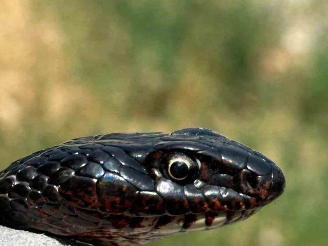 Tuvalete giren karayılan, yakalanarak doğal ortamına bırakıldı