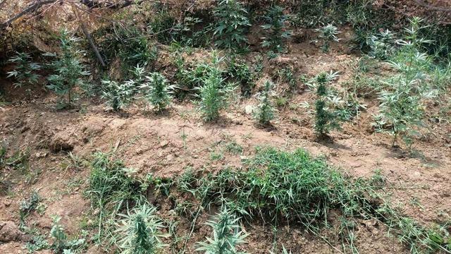 Bingöl’de uyuşturucuyla mücadele