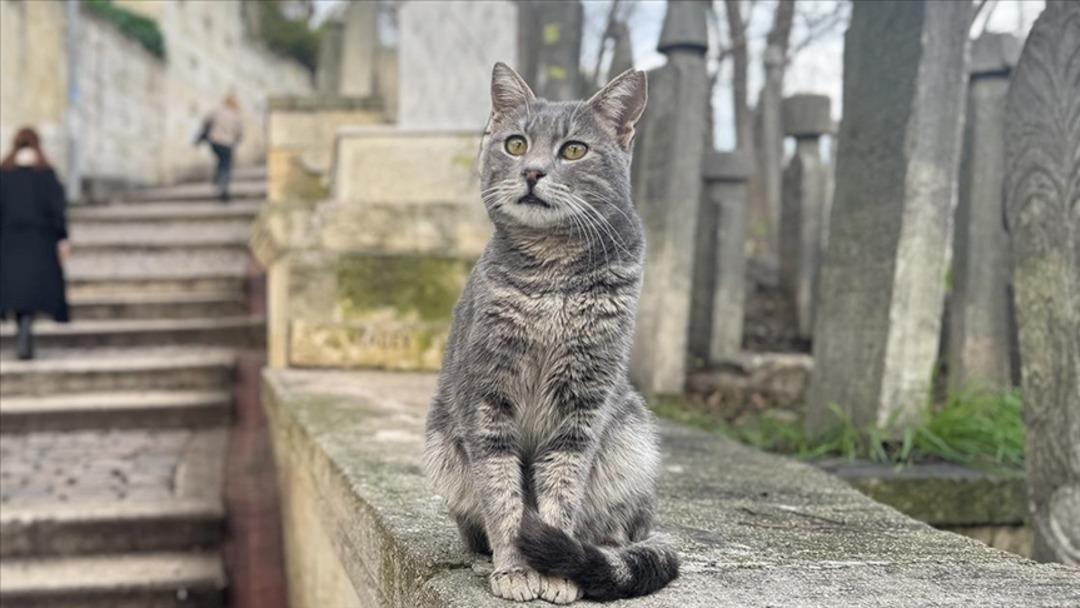 1200xauto Akciğerine kaçtı! Sakarya'da kedi tüyü yutan hayvanseverin talihsiz ölümü