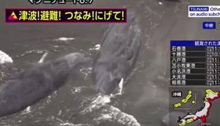 Japonya’daki tsunami dalgaları sırasında çok çarpıcı görüntü! Balinalar kıyıya vurdu…
