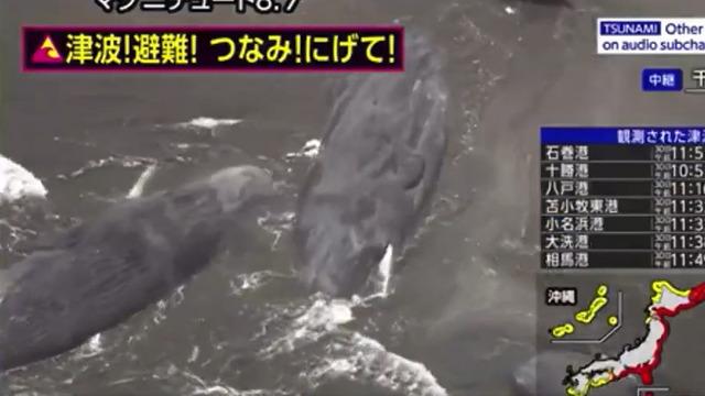 Japonya’daki tsunami dalgaları sırasında çok çarpıcı görüntü! Balinalar kıyıya vurdu…
