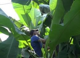 Rizeli vatandaşın inadı görenleri şaşırttı! 2 yıldır deniyor: ‘Bu yıl kafasını kırdım, galiba alacağım’