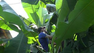 Rizeli vatandaşın inadı görenleri şaşırttı! 2 yıldır deniyor: ‘Bu yıl kafasını kırdım, galiba alacağım’