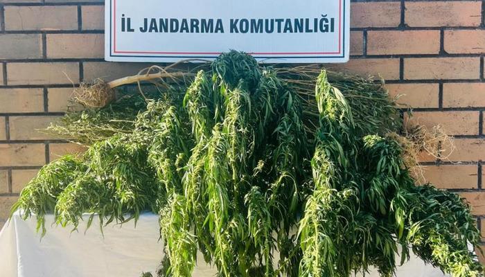 20750132-700x400 Gaziantep'te 145 kök kenevir ele geçirildi