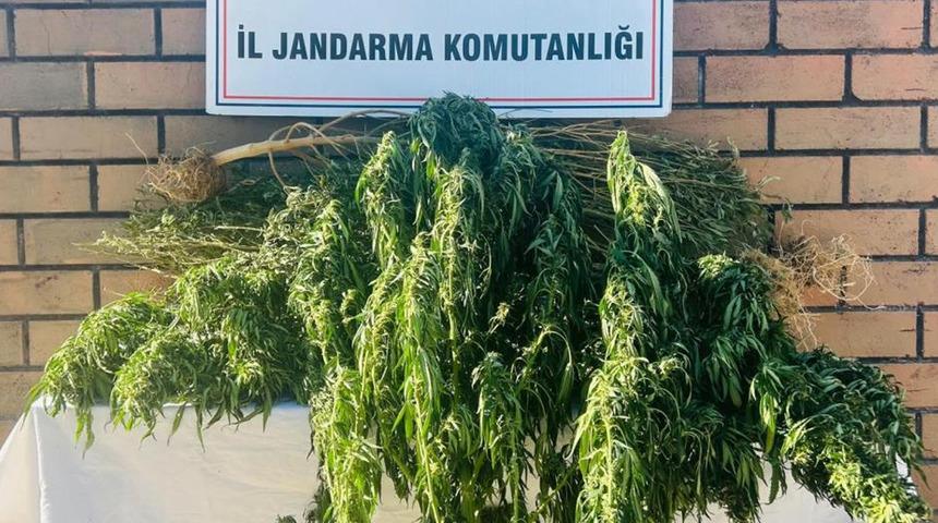 Gaziantep'te 145 kök kenevir ele geçirildi