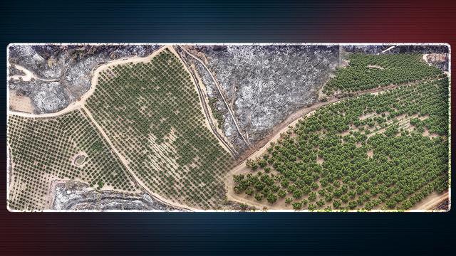 Bursa'da orman yangınının ortasında kaldı ve zarar görmedi! Sebebini bahçe sahibi açıkladı