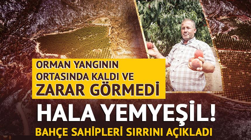 Bursa'da orman yangınının ortasında kaldı ve zarar görmedi! Sebebini bahçe sahibi açıkladı