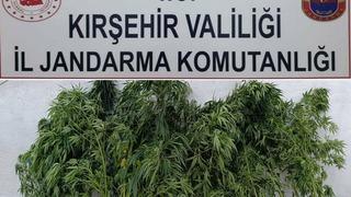 Kırşehir'de 48 kök kenevir ele geçirildi