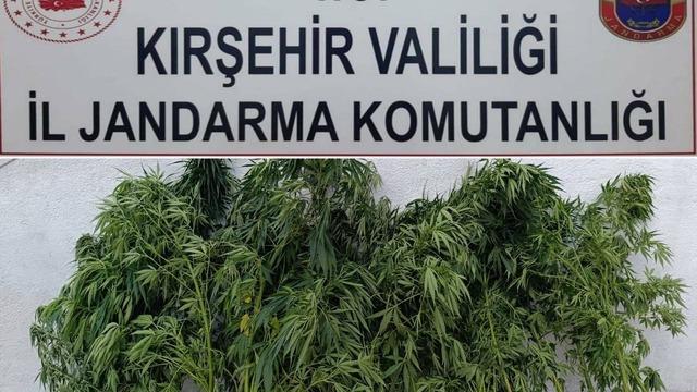 Kırşehir'de 48 kök kenevir ele geçirildi
