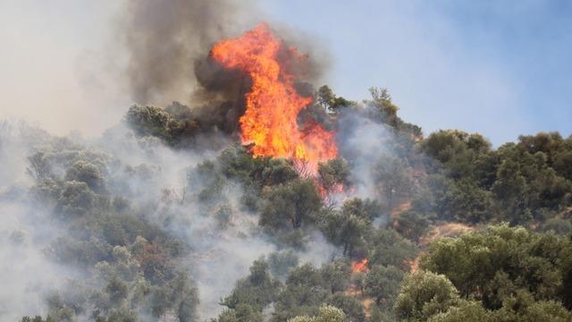 Aydın'daki orman yangını kontrol altına alındı