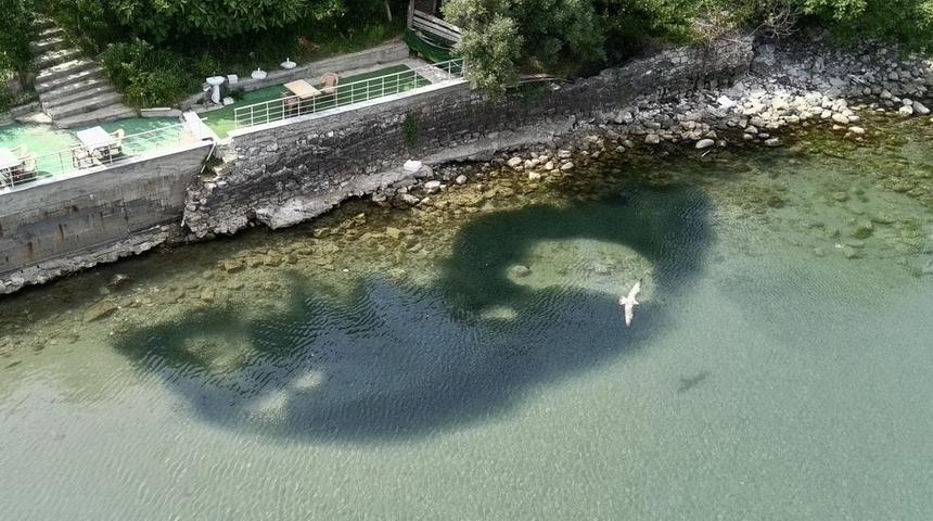 Sinop’ta deniz suyu aniden soğudu! Balıklar kıyıya vurdu