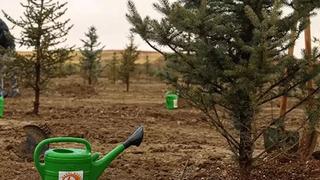 Bursa'da havai fişek atanlara ders gibi ceza: 50'şer ağaç dikecekler