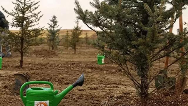 Bursa'da havai fişek atanlara ders gibi ceza: 50'şer ağaç dikecekler