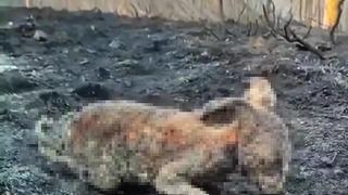 Orman yangınında yürek burkan görüntü