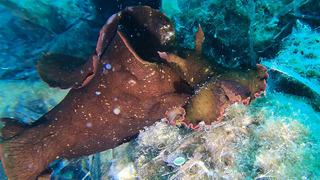 Edirne kıyılarında ilginç tür: 2. kez görüldü! Kızıldeniz'in 'İspanyol dansçısı'
