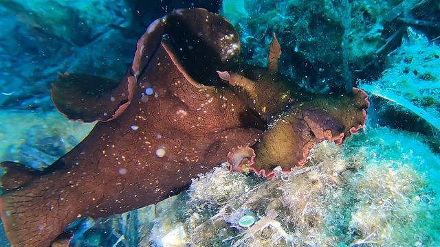 Edirne kıyılarında ilginç tür: 2. kez görüldü! Kızıldeniz'in 'İspanyol dansçısı'