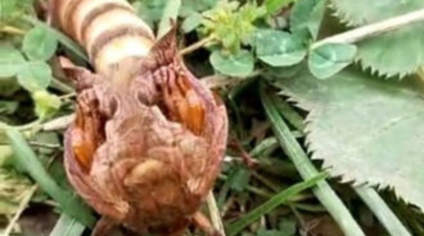 Böylesini ilk kez gördü! Yaylada karşılaştı ne yapacağını bilemedi! Böceğin türü ortaya çıktı