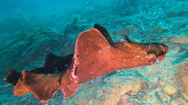Türkiye’de görüntülendi! Dalış eğitmeni gözlerine inanamadı: Normalde sıcak denizlerde yaşıyor 