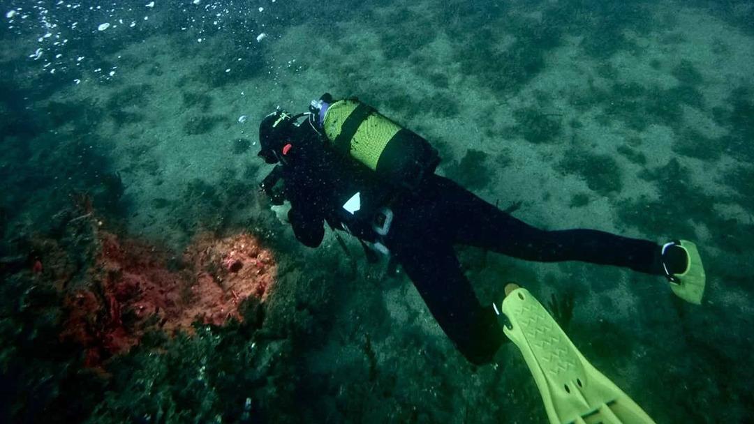 Türkiye’de görüntülendi! Dalış eğitmeni gözlerine inanamadı: Normalde sıcak denizlerde yaşıyor 1