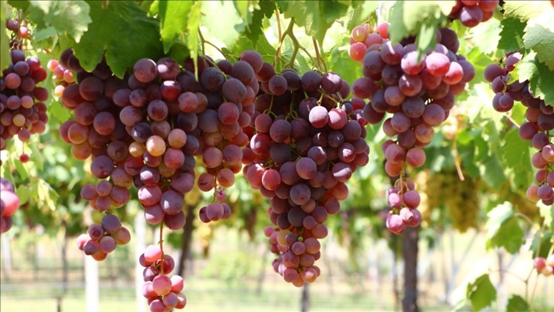 Doğal şifa kaynağı, antioksidan deposu: Üzümün 6 önemli faydası... 1