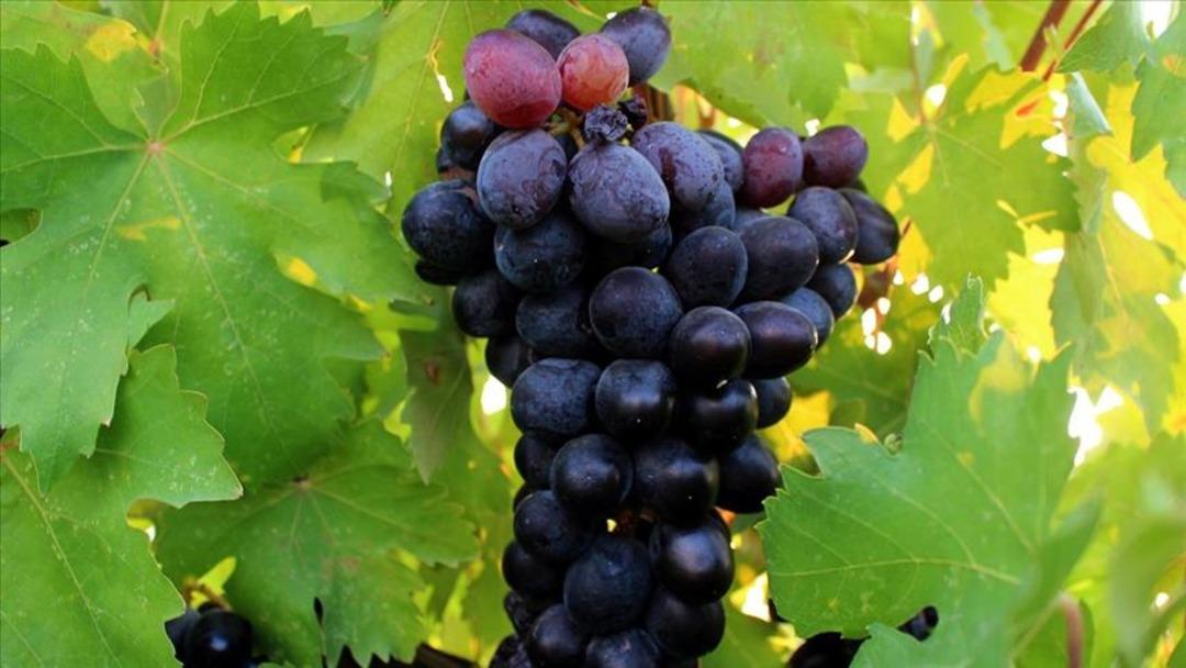 Doğal şifa kaynağı, antioksidan deposu: Üzümün 6 önemli faydası... 3