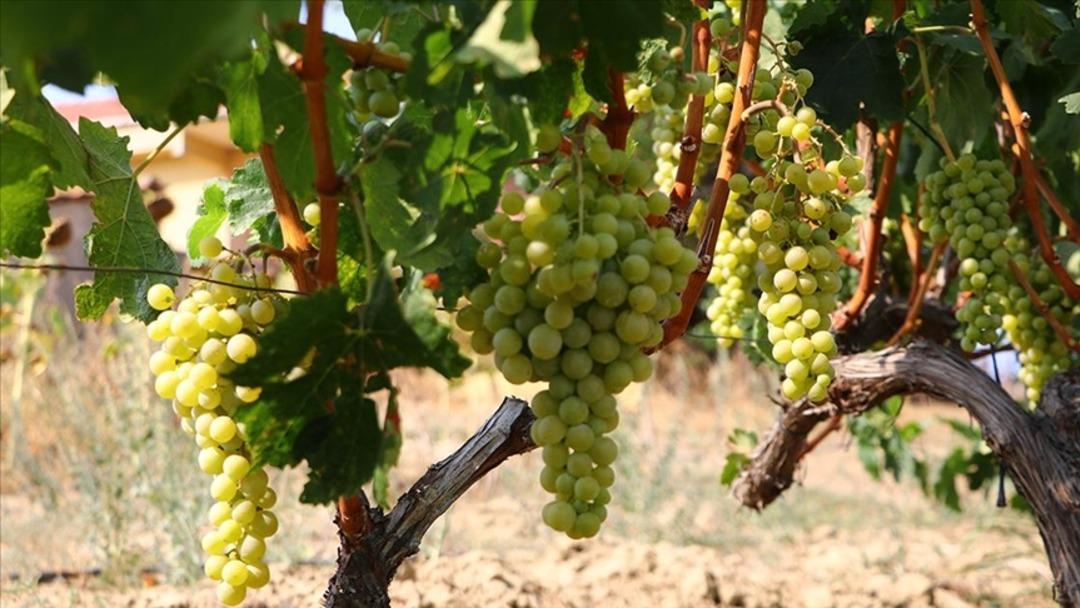 Doğal şifa kaynağı, antioksidan deposu: Üzümün 6 önemli faydası... 4