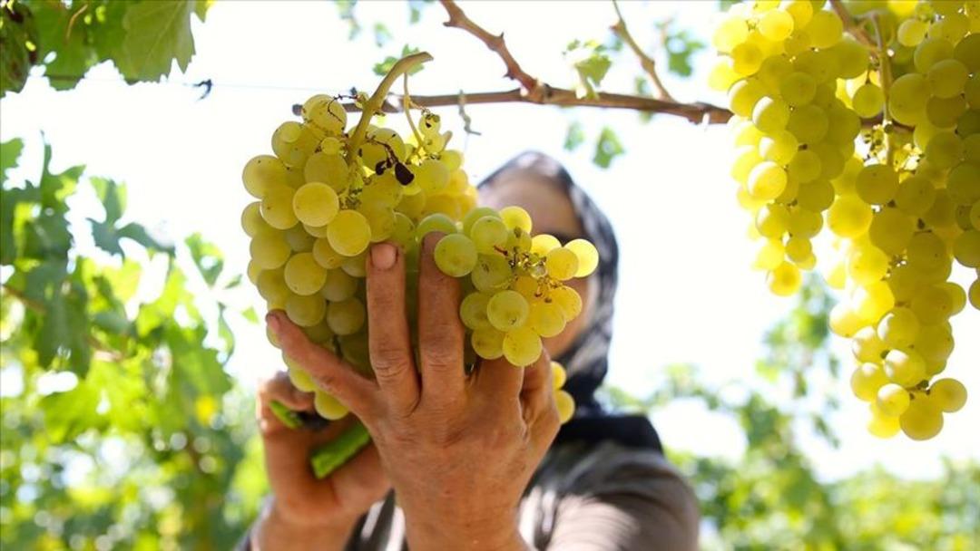 Doğal şifa kaynağı, antioksidan deposu: Üzümün 6 önemli faydası... 5