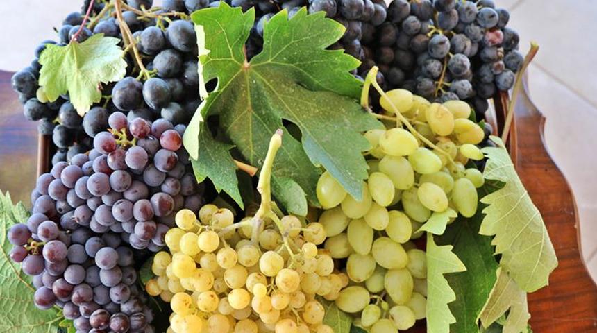 Doğal şifa kaynağı, antioksidan deposu: Üzümün 6 önemli faydası...