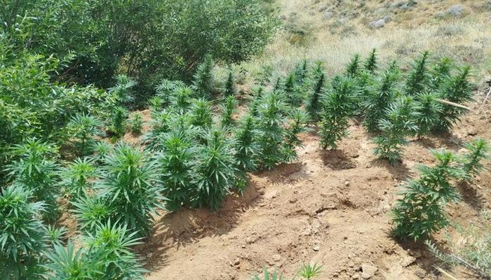 20761754-700x400 Bingöl’de uyuşturucu operasyonu