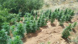 Bingöl’de uyuşturucu operasyonu