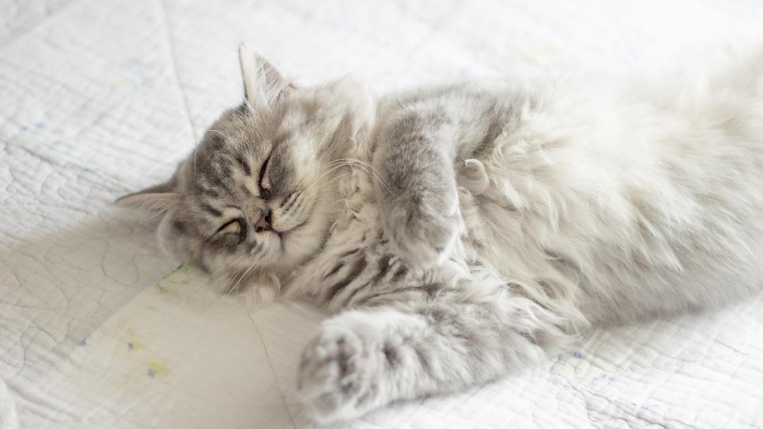 1200xauto Ölüm nedeni 'kedi tüyü' denilmişti! Gerçek bambaşka çıktı